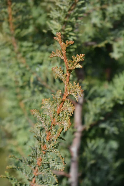 Urso de pelúcia hinoki cypress — Fotografia de Stock