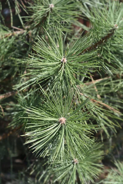 Black pine — Stock Photo, Image