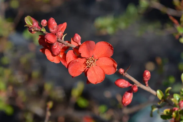 Quince de floración de Hollandia —  Fotos de Stock