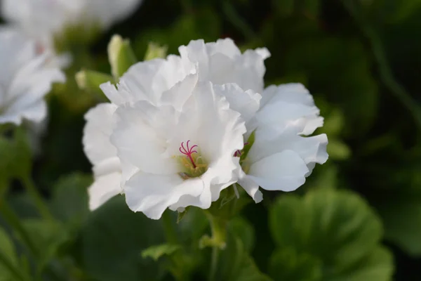 Regal Pelargonia — Zdjęcie stockowe