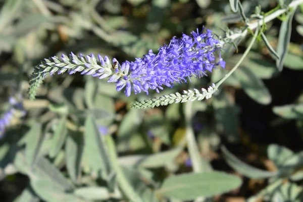 Spiked speedwell — Stock Photo, Image