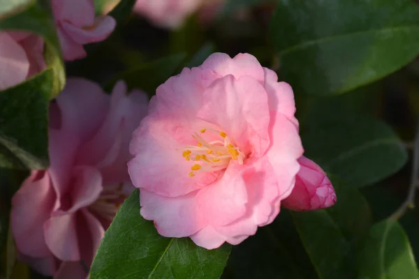 Camellia Spring Festival — Stock Photo, Image