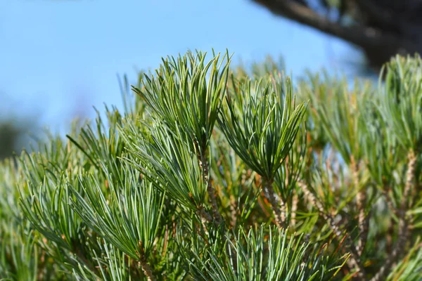 Blå-needled Japanise White Pine — Stockfoto