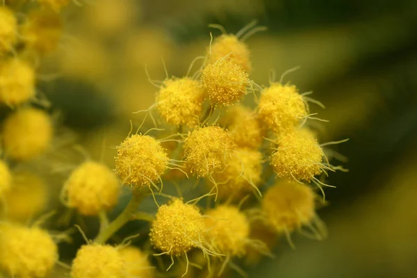 Silver wattle — Stock Photo, Image