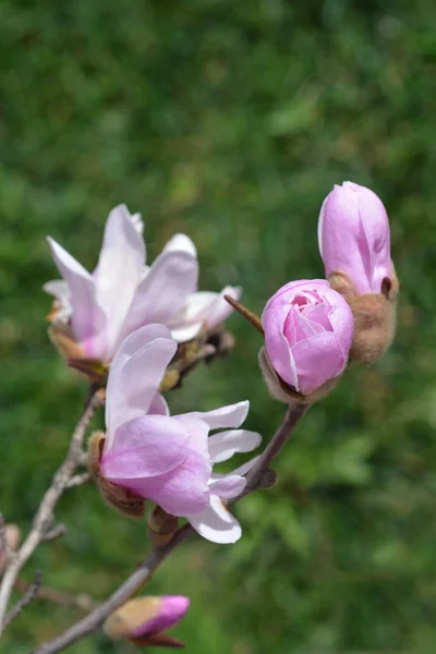 Magnolia Stelelor — Fotografie, imagine de stoc