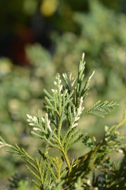 Alacalı Leyland selvi