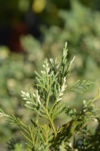 Brokiga Leyland cypress — Stockfoto