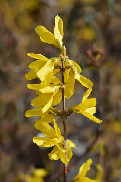 Forsythia Spectabilis — Fotografia de Stock