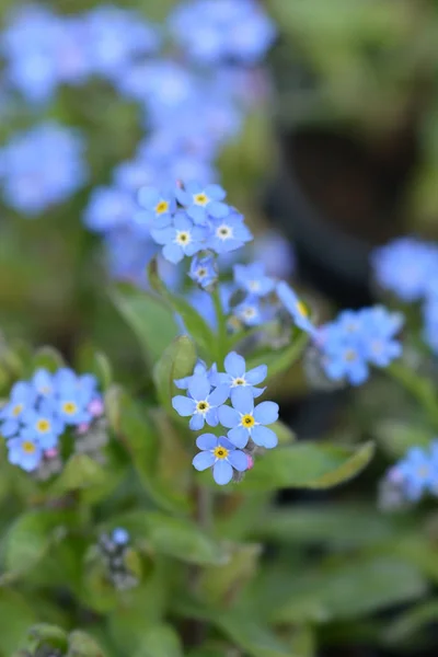 Woodland forget-me-not — Stock Photo, Image