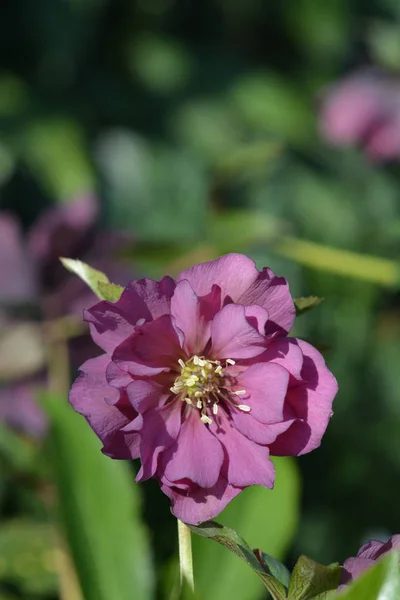 Double Ellen Red Lenten rose — Stock Photo, Image