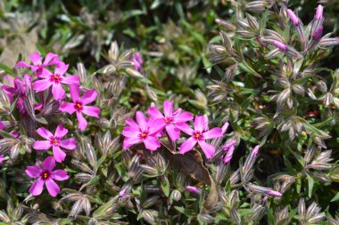 Sürünen Phlox Atropurpurea