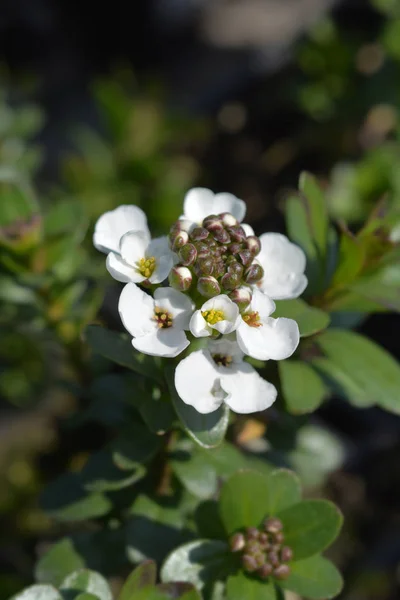 Stálezelených candytuft sněhová — Stock fotografie