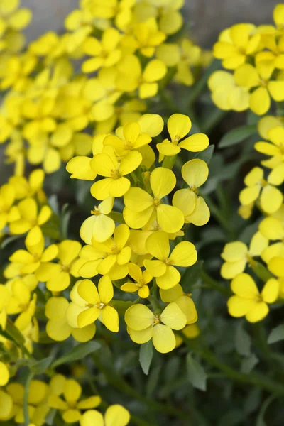 Croatian endemic plant — Stock Photo, Image