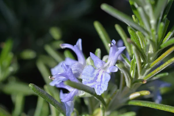 Rosemary flower — Stock Photo, Image