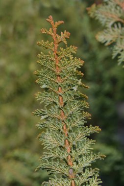 Hinoki selvi oyuncak ayı