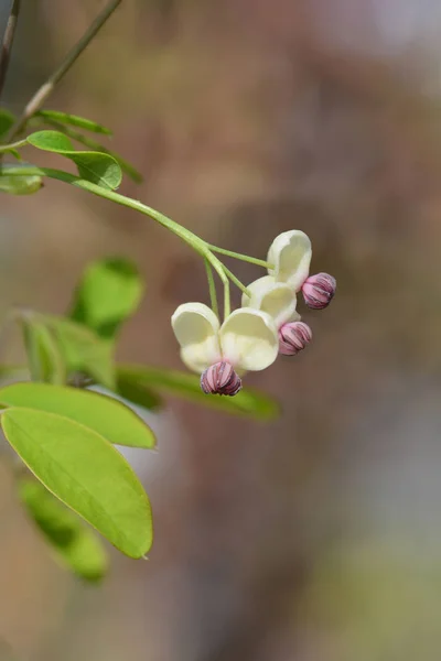 Five-leaf akebia Silver Bells