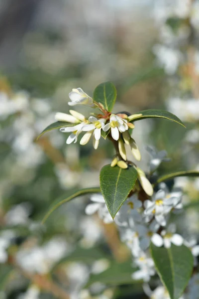 Burkwood osmanthus — Stock Photo, Image