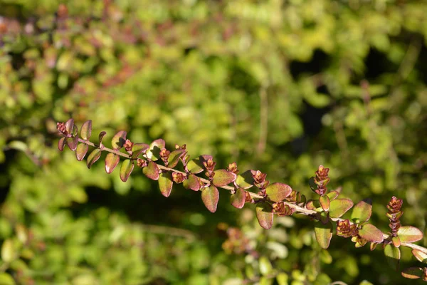 Honeysuckle Baggesens złoto — Zdjęcie stockowe