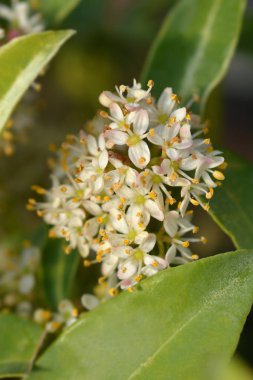 Skimmia Marlot
