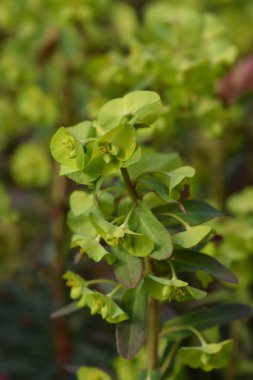 Ahşap spurge Purpurea