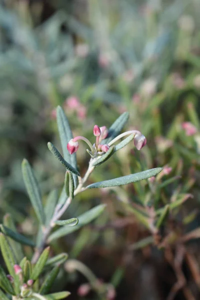 Bog rosemary Blue Ice — Stock Photo, Image