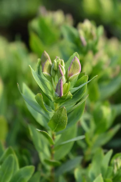 Myrtle-leaf milkwort — Stock Photo, Image