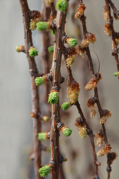 Larch Stiff Weeping