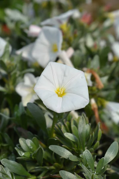 Struikgewas bedekt bindweed — Stockfoto