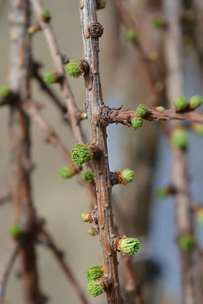 Larch Stiff Weeping — Stock Photo, Image