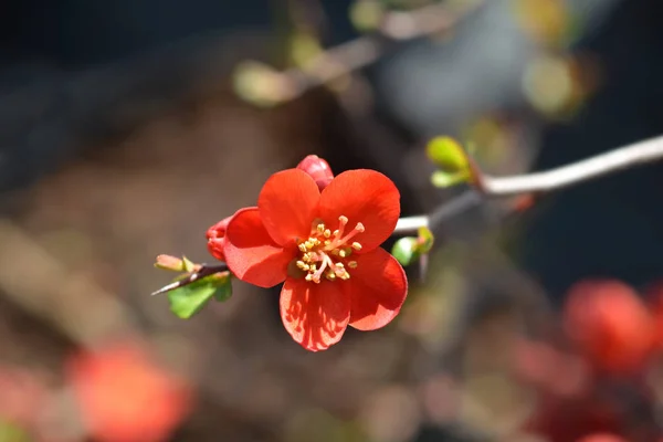 Hollandia Flowering Pigwa — Zdjęcie stockowe