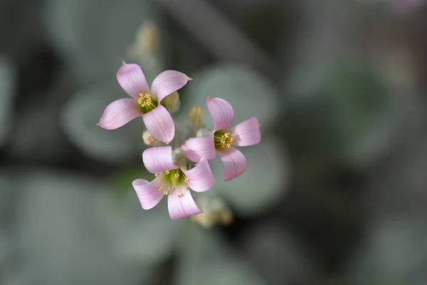 Φυτό σκόνη λουλουδιών — Φωτογραφία Αρχείου