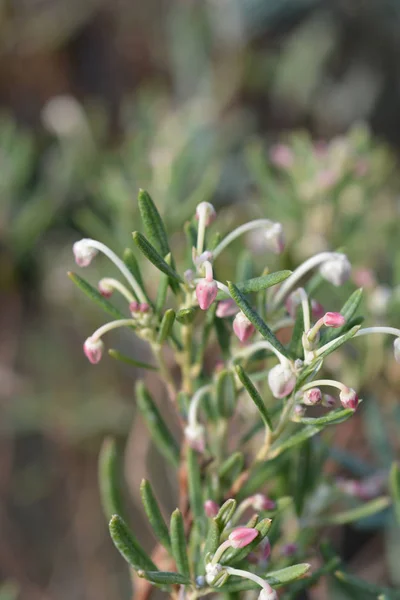 Bog rosemary Blue Ice — Stock Photo, Image