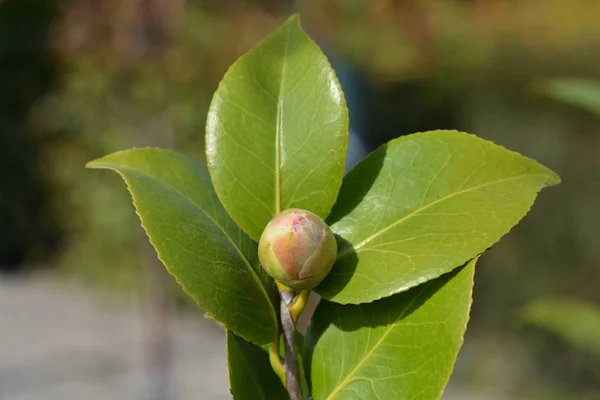 Camellia flower bud — Stock Photo, Image