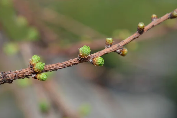 Larch Stiff Weeping — Stock Photo, Image