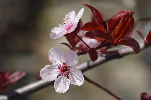 Black Cherry Plum — Zdjęcie stockowe