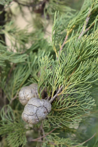 Italienska cypress — Stockfoto