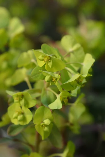 Wolfsmilch purpurea — Stockfoto