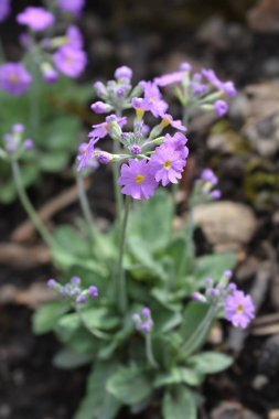 Uzun çiçekli çuha çiçeği