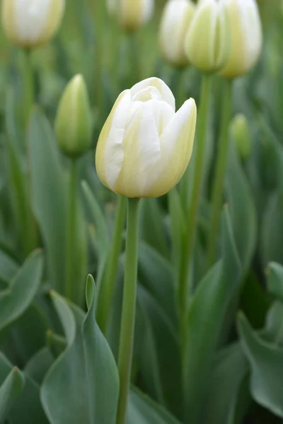 Coquete de tulipa — Fotografia de Stock