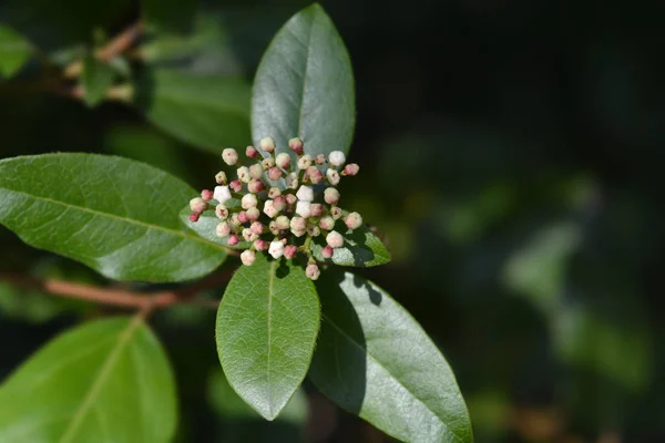 Laurustinus — Stockfoto