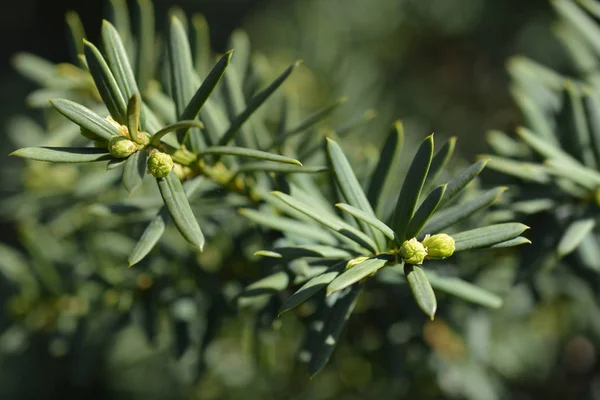 Horizontalis English Yew — Stock Photo, Image