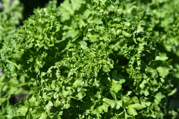 정원 parsly — 스톡 사진