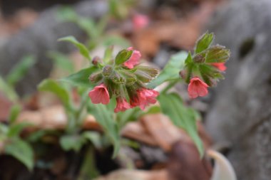 Red lungwort clipart