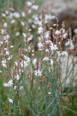 İçi boş saplı asfordel