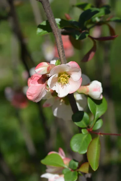 Japońska kwitnienia Quince Alba — Zdjęcie stockowe