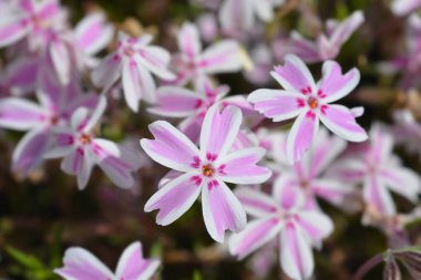 Sürünen Phlox şeker şerit