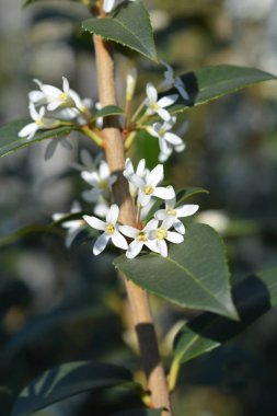 Burkwood osmanthus