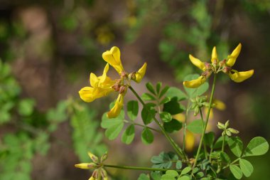 Vetch benzeri coronilla