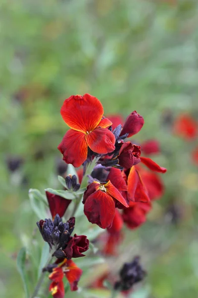 Wallflower Blood Red Covent Garden — Stock Photo, Image