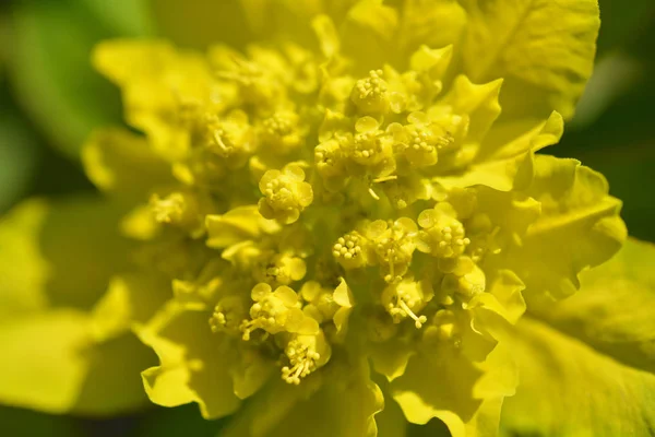 Almofada spurge — Fotografia de Stock